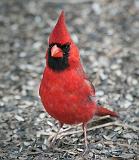 Cardinal On The Ground_24776